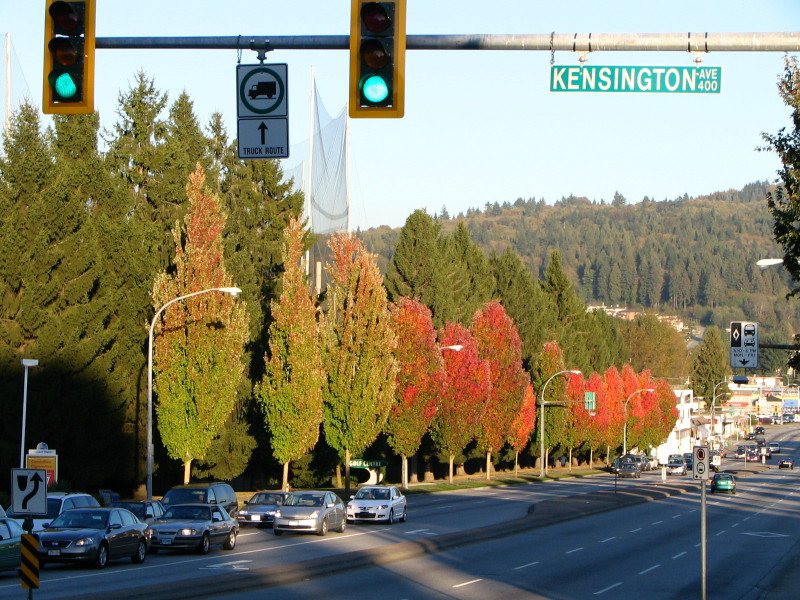 Hastings Street at Kensington, on the R5 route