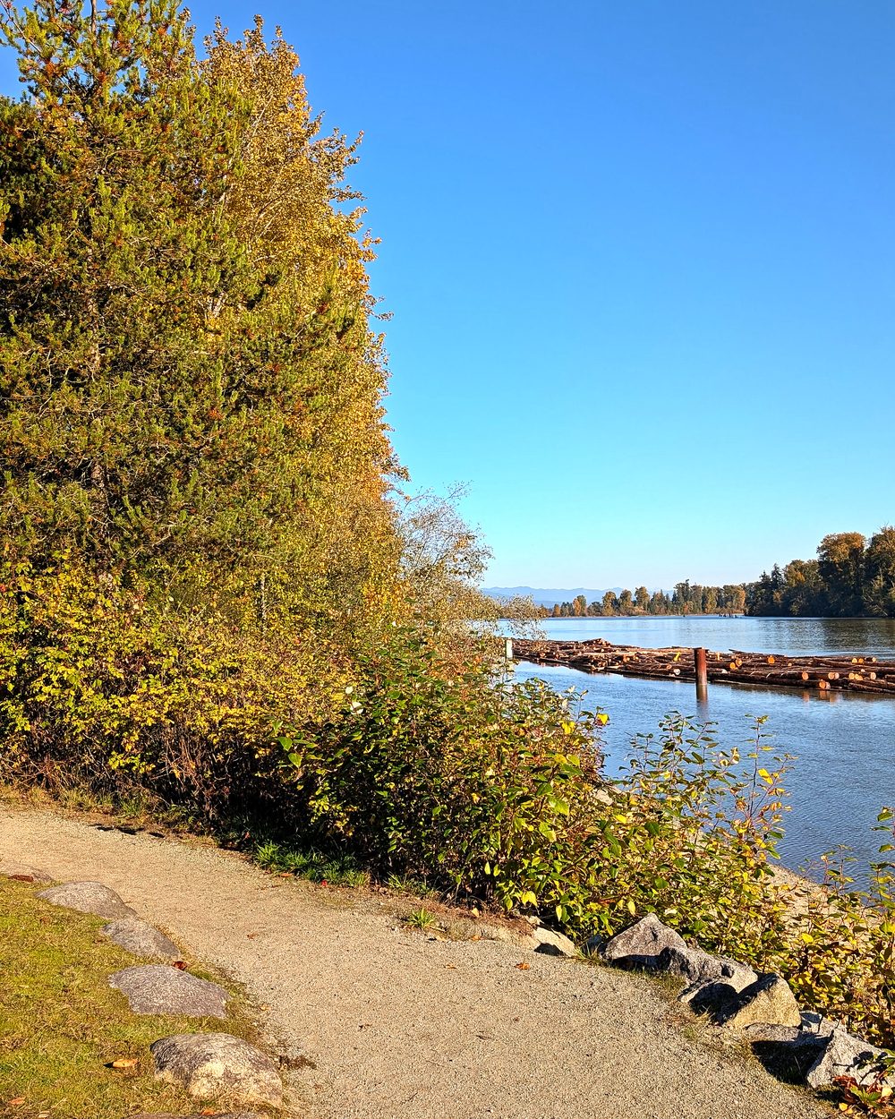 The Traboulay PoCo Trail beside the river, with log booms on the water