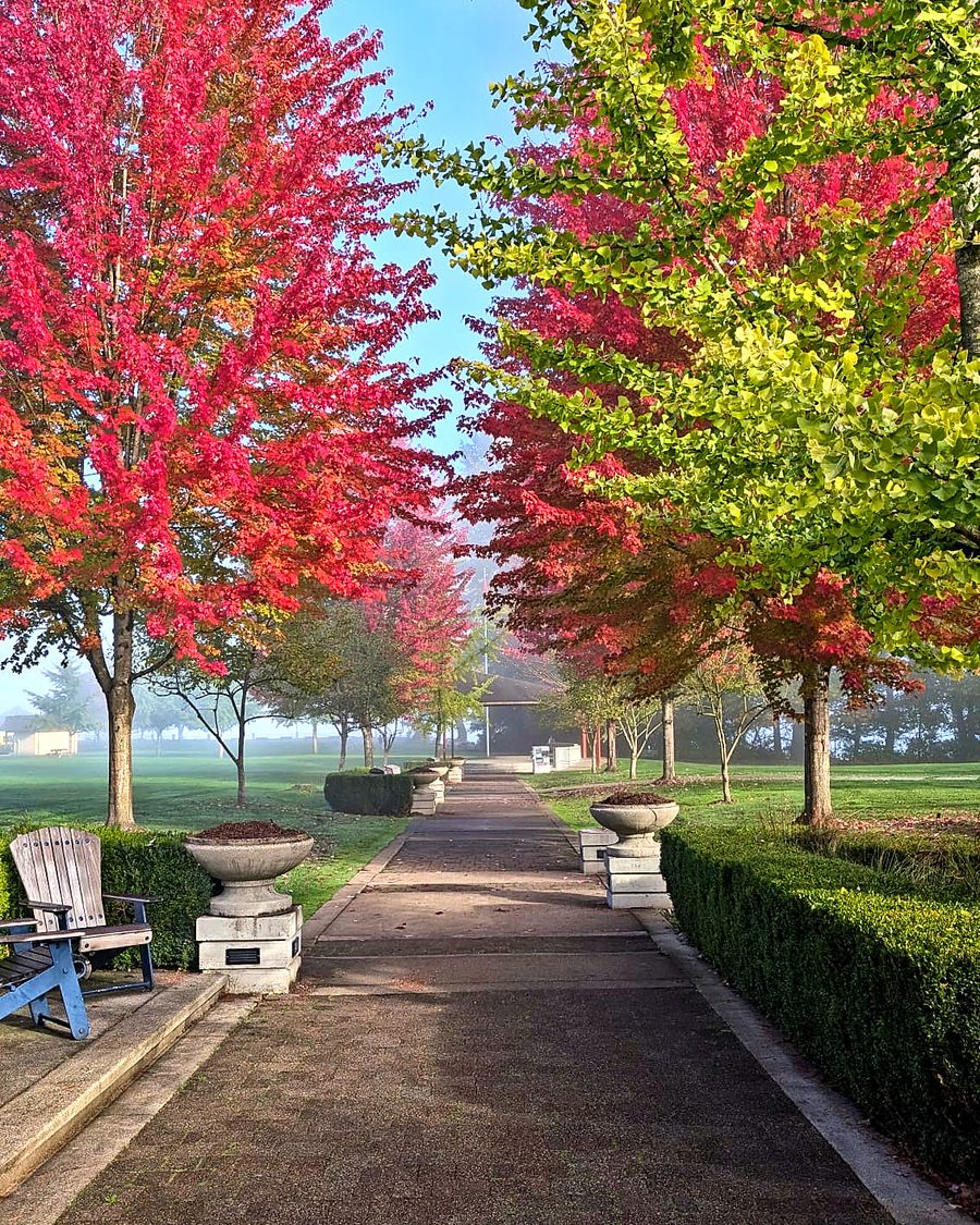 The tree-lined walk at Rocky Point Park in fall colour